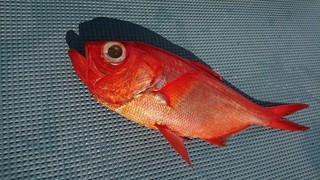 小田原～真鶴沖のキンメダイクロムツ交じりで土産十分