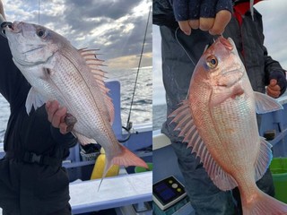 【釣果速報】千葉県新幸丸のマダイ船は好調！ビッグサイズを狙うなら今すぐの乗船がおすすめ！充実の釣行をお約束します！