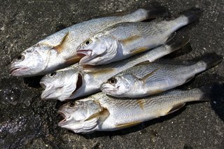 アカメ釣り特集 幻の巨大魚はどこで釣れる 注目の動画やおすすめアイテムをピックアップ