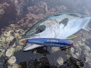 フィッシングセミナー ロックショア編 第2回】青物を誘い出す
