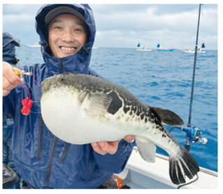 富浦沖に乗っ込み良型来襲トラフグを釣るなら今！