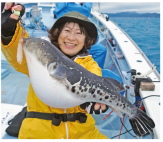 トラフグ 富浦沖に乗っ込み良型来襲トラフグを釣るなら今！