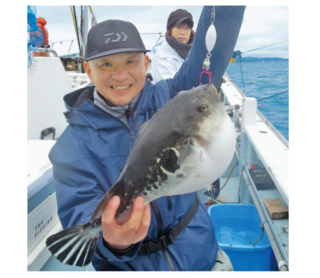 富浦沖に乗っ込み良型来襲トラフグを釣るなら今！
