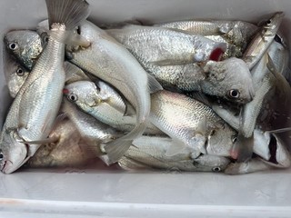 釣果