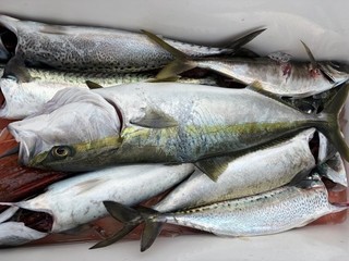釣果
