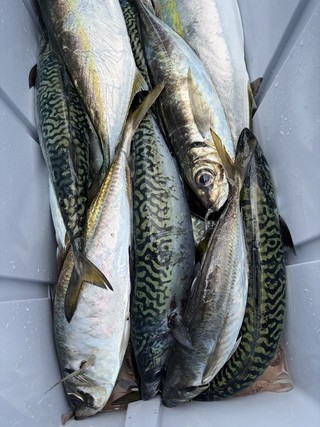 釣果