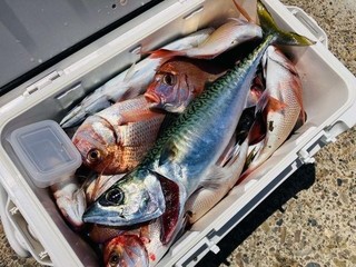 釣果