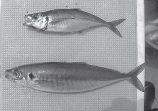 魚の写真