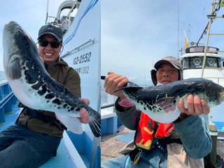 【釣果速報】茨城県幸栄丸でショウサイフグやトラフグをゲット！この好調ぶりを自分の目と手で確かめよう！