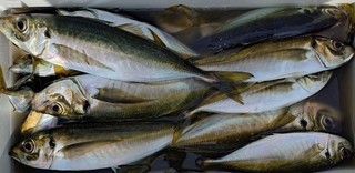釣果