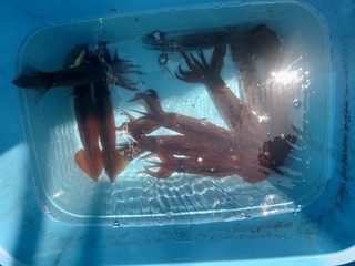 釣果