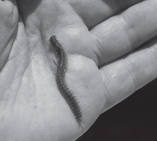イソメや貝類などの底生生物は 「ベントス」と呼ぶ