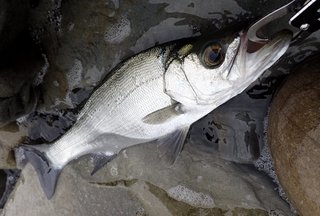 ヒラスズキってどんな魚 釣るコツやおすすめの料理をご紹介