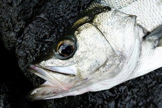 ヒラスズキってどんな魚 釣るコツやおすすめの料理をご紹介