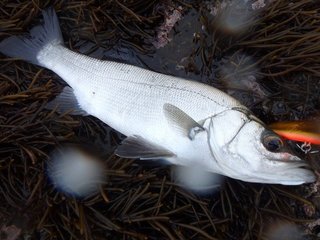 ヒラスズキってどんな魚 釣るコツやおすすめの料理をご紹介