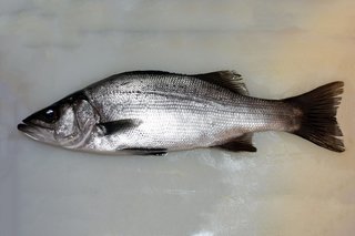 ヒラスズキってどんな魚 釣るコツやおすすめの料理をご紹介