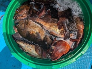 釣果