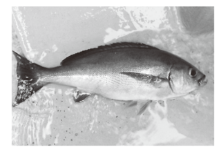 釣行の写真