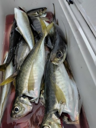 釣果
