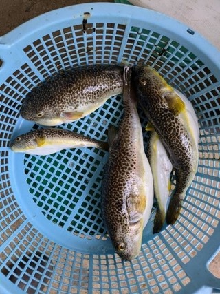 釣果