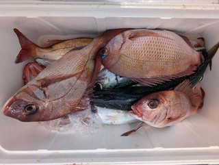 釣果