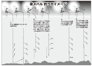 夜メバル　釣り方イメージ