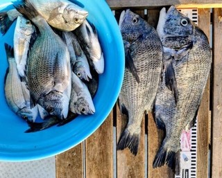 釣果
