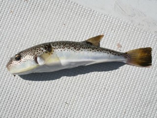 ゼロテンションで狙い打ち 大貫沖の湾フグ上昇中