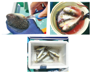 釣行の写真