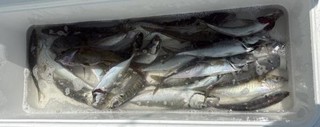 釣果