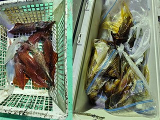 【釣果速報】福岡県威徳丸でヤリイカの食い良好！トップは120匹！良型イカの引きを存分に楽しみたいなら即予約を！