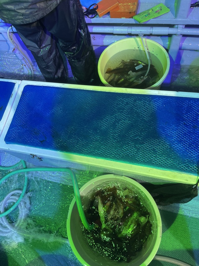 釣果
