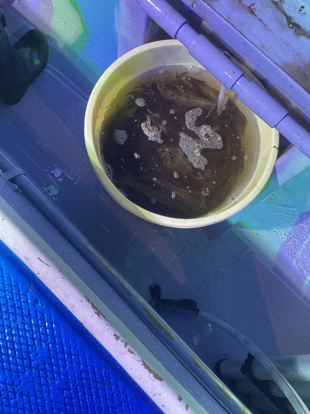 釣果