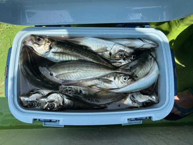 釣果