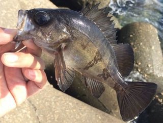 メバルって3種類いるって知ってた 魚の色がまるで違う それぞれのメバルの特徴をご紹介します