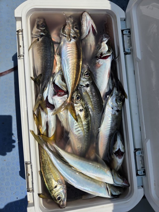 釣果
