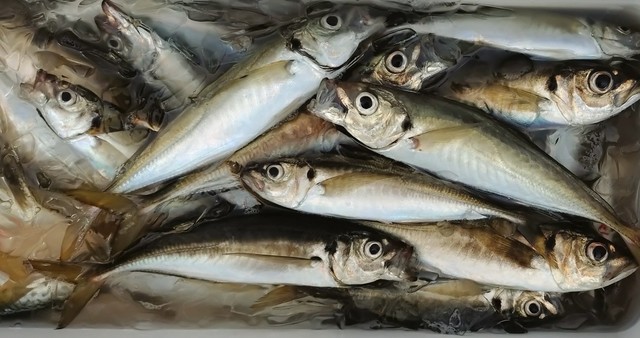 釣果