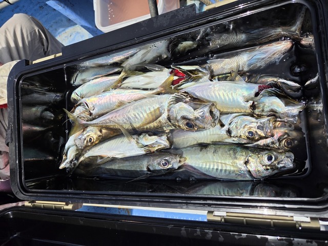 釣果