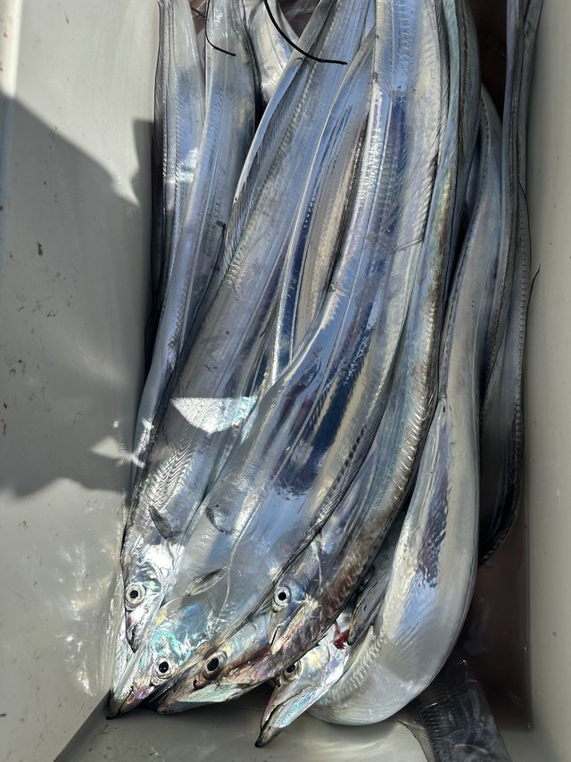 釣果