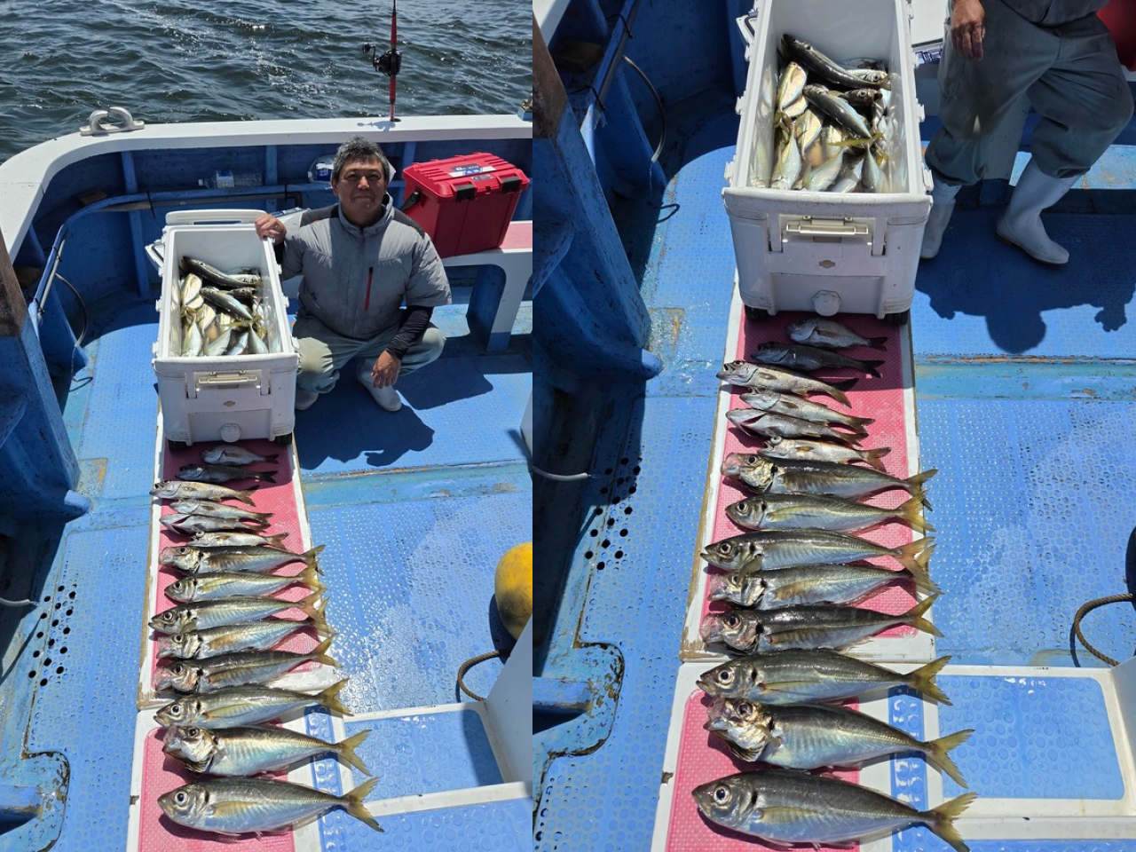 【釣果速報】神奈川県成銀丸でマアジ釣り好調！連発で大興奮！夏休みの締めくくりはマアジ釣りで決まり！