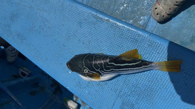 釣果