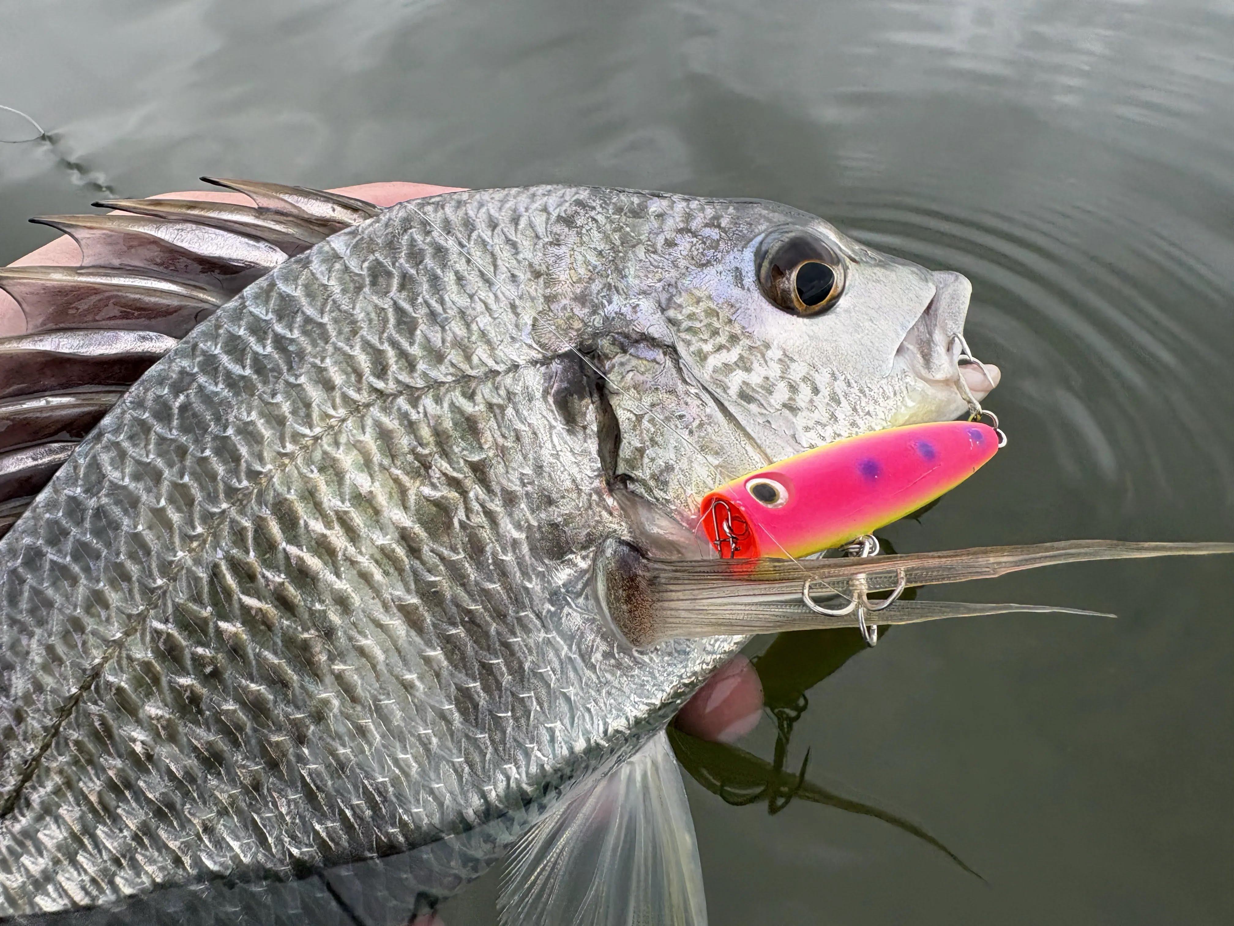 チニング」の記事まとめ｜FISHING JAPAN（フィッシングジャパン）