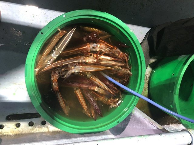 釣果