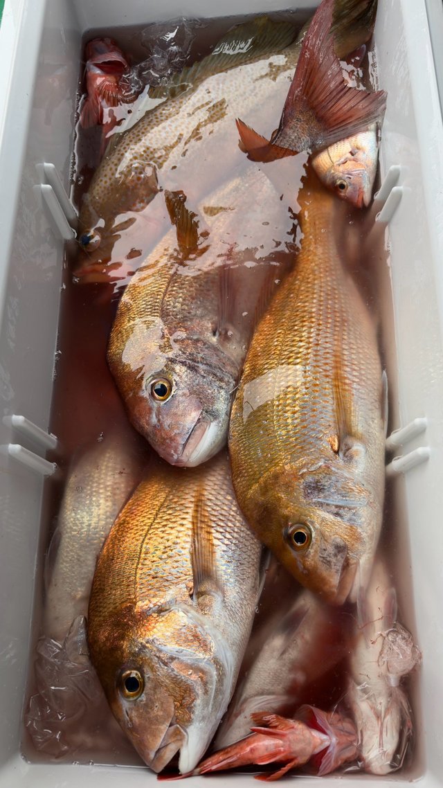 釣果