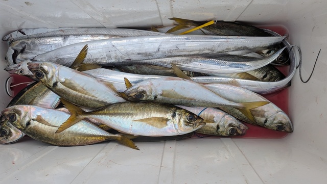 釣果