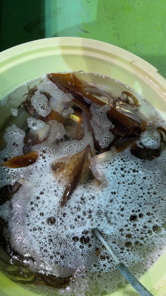 釣果