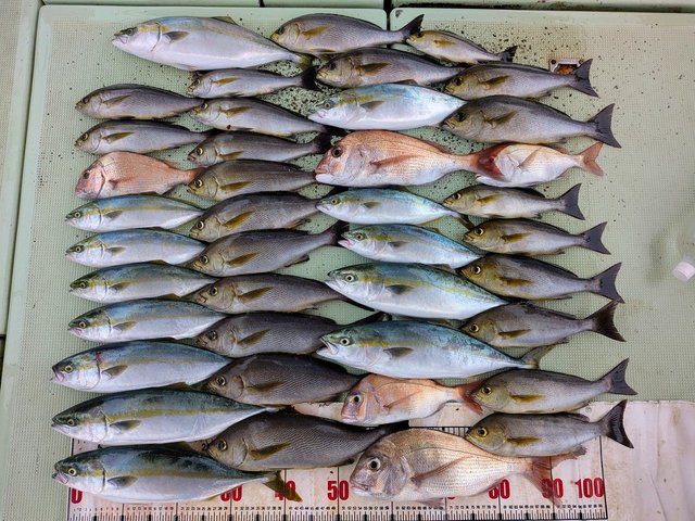 釣果