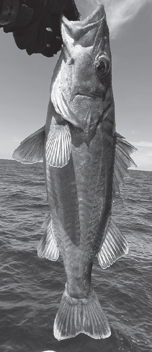 魚の写真