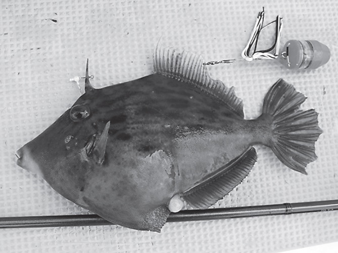魚の写真