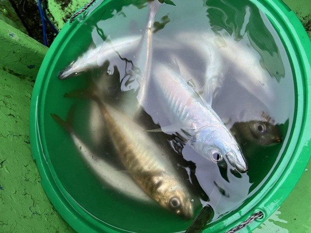 釣果